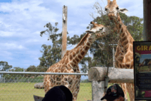 East Maitland Zoo 3