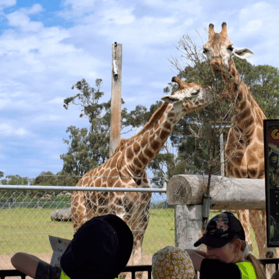 East Maitland Zoo 3