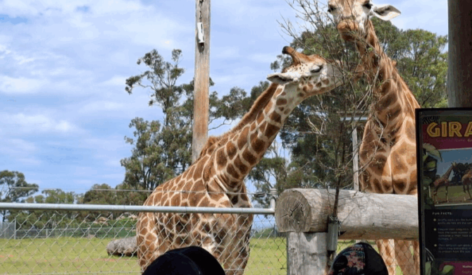 East Maitland Zoo 3