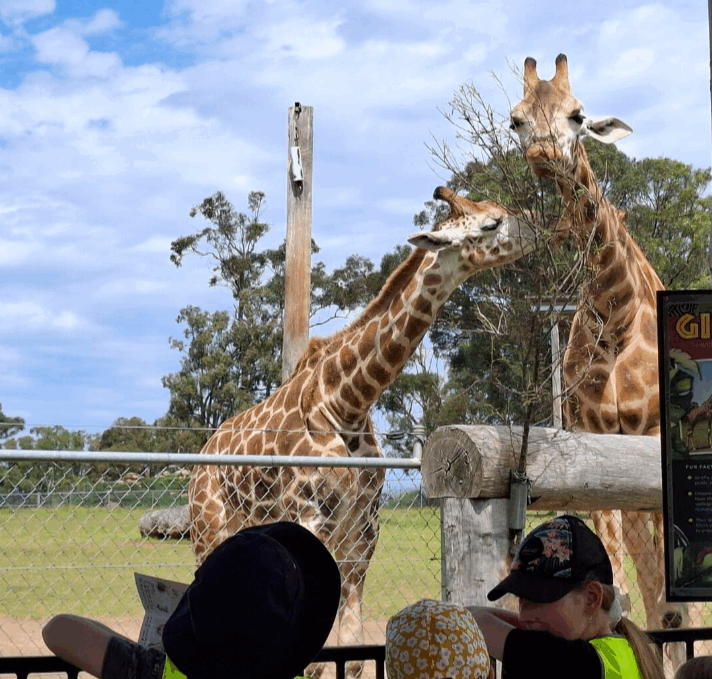 East Maitland Zoo 3